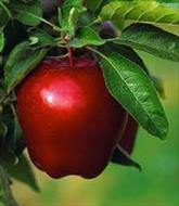 مقاله ای در مورد درخت سیب